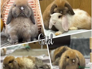 Mini Lop rabbits - Advert 27