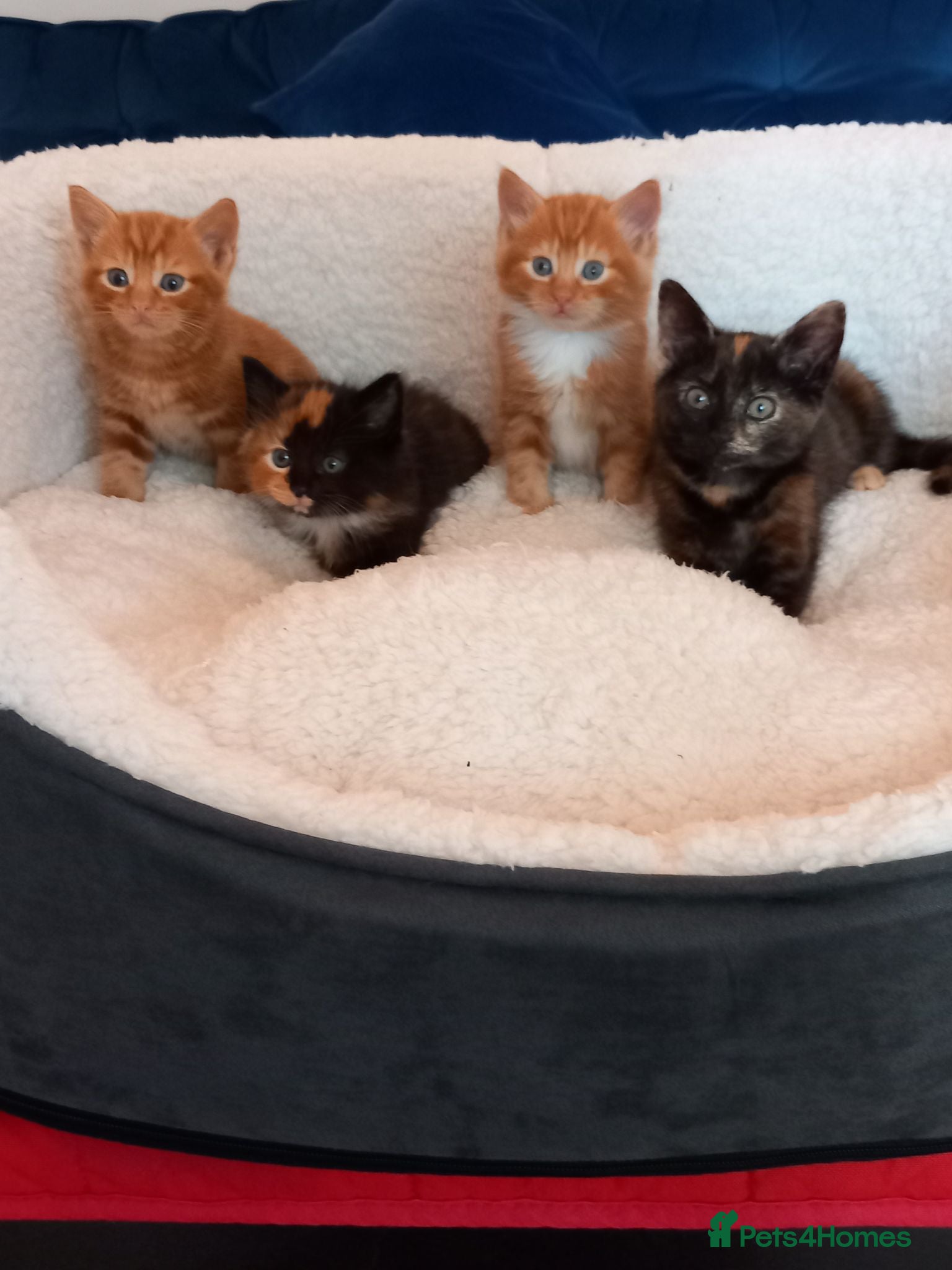 Mixed Breed cats Goldie and Meg have had their gorgeous kittens - Advert 2