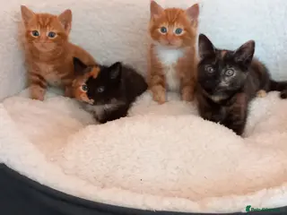 Mixed Breed cats Goldie and Meg have had their gorgeous kittens - Advert 2