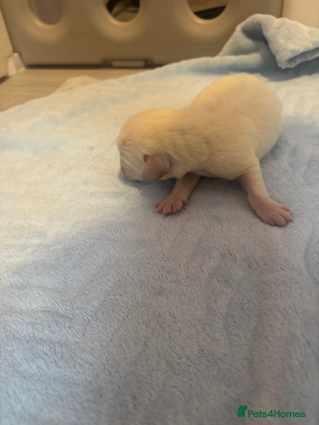 Labrador Retriever dogs for sale:  Labrador puppies - Image 16