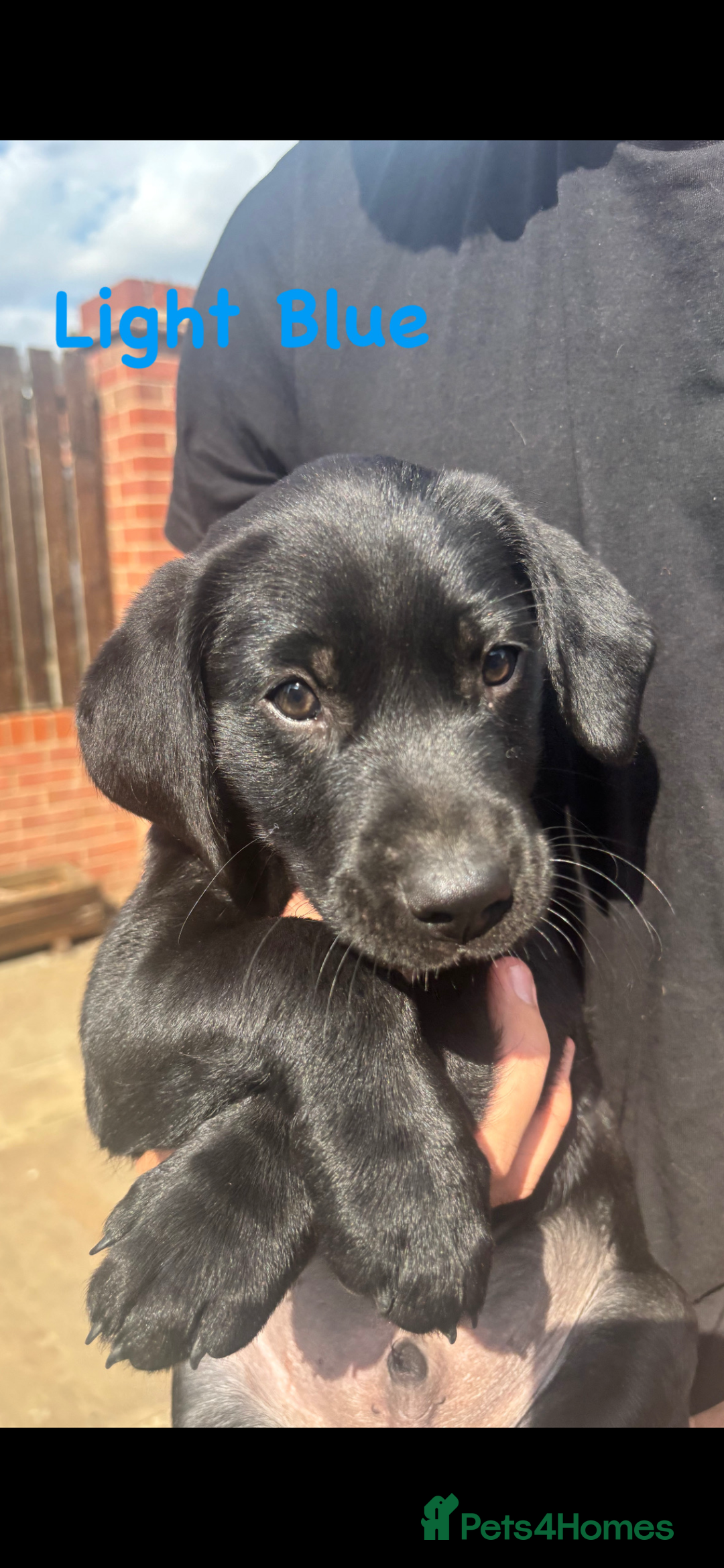 Labrador Retriever dogs for sale: Labrador pups for sale - Image 15