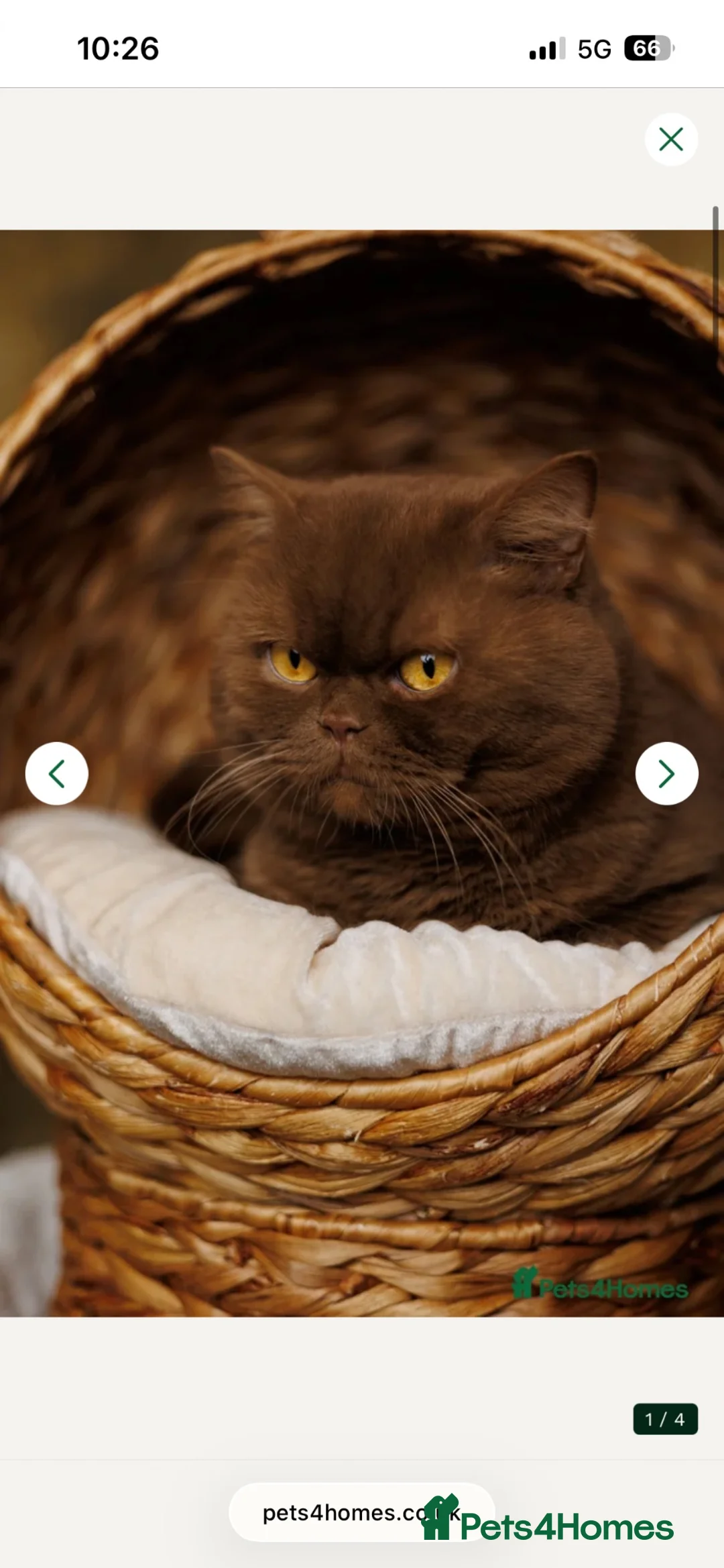 British Shorthair cats for sale: Chocolate and lilac British short hair kittens in Aylesford - Advert 2