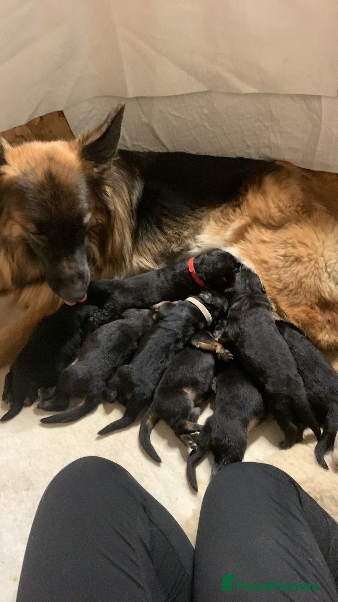 German Shepherd dogs for sale: For sale German Shepherd puppies - Advert 21