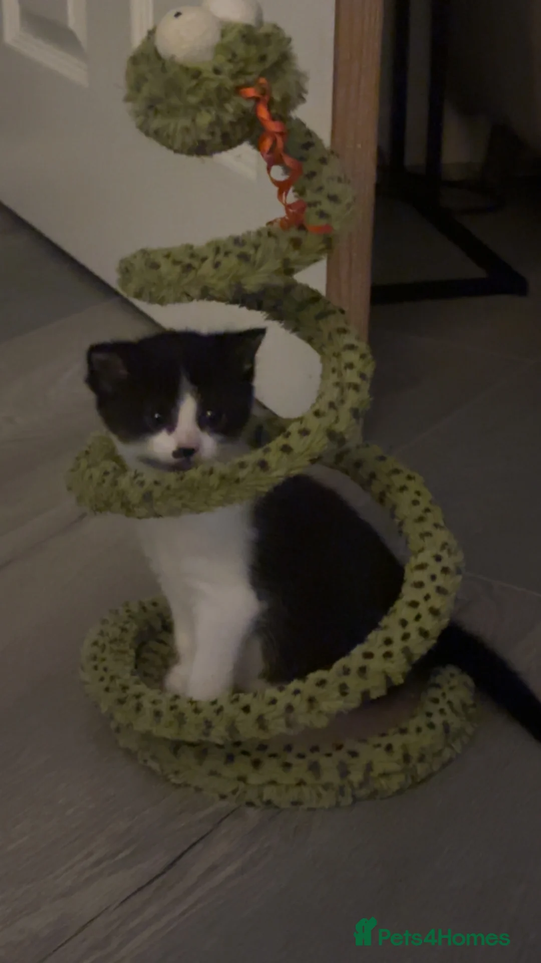 Mixed Breed cats for sale: Gorgeous Fluffy Kittens  - Advert 7