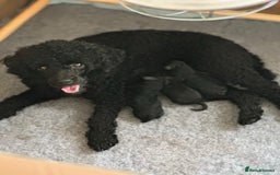 Toy Poodle dogs for sale: Black Boy Toy Poodles £1000 - Image 3