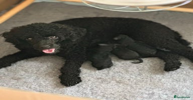 Toy Poodle dogs - Advert 12