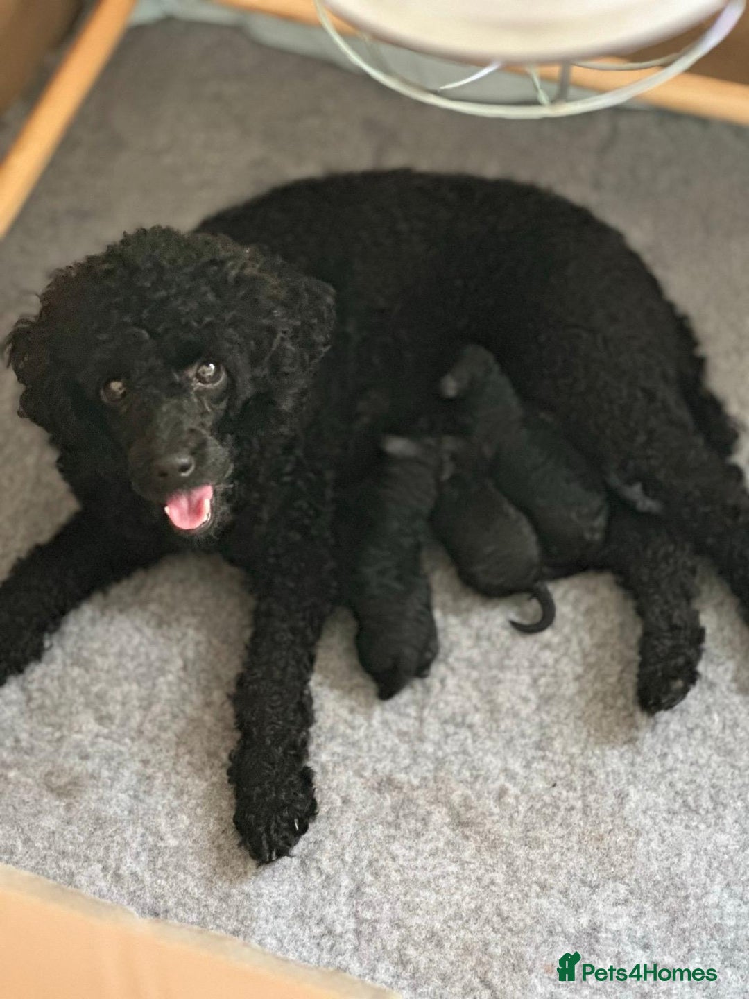 Toy Poodle dogs for sale: Black Boy Toy Poodles £1000 - Image 3