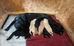 Labrador Retriever dogs for sale: Kc registered Labrador puppies for sale - Image 7