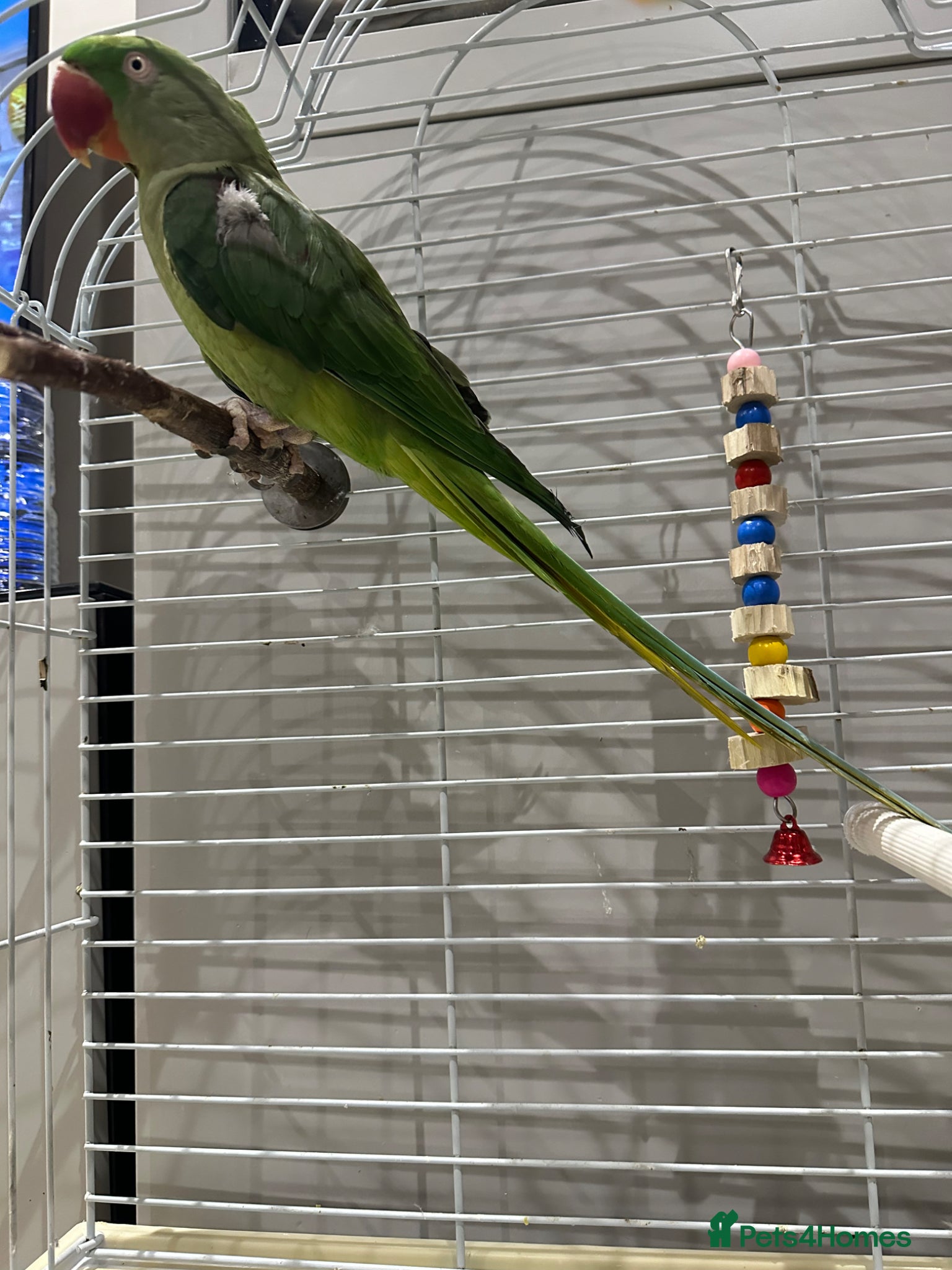 Parrots birds Alexandria parrot - Advert 1