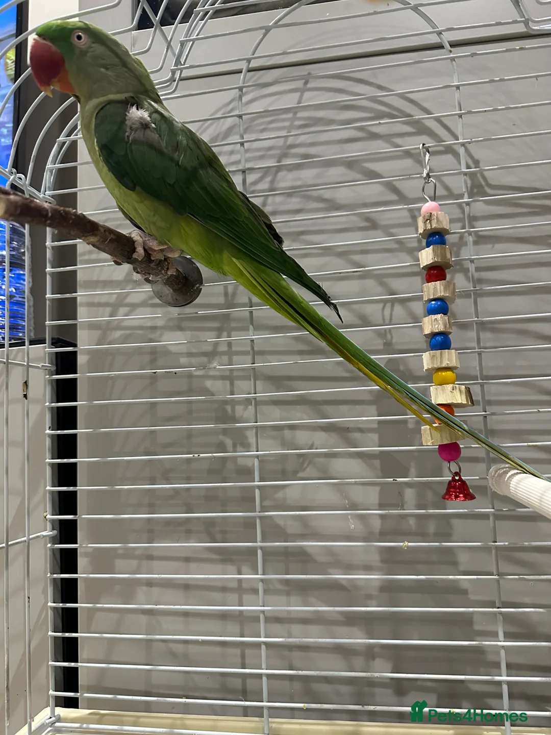 Parrots birds for sale: Alexandria parrot in London - Advert 1