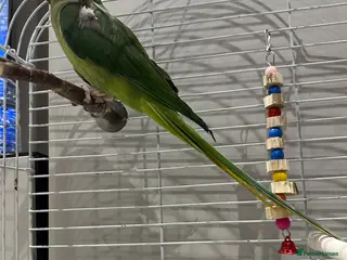 Parrots birds Alexandria parrot - Advert 1