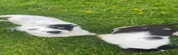 Smooth Collie dogs for sale: Sheepdog pups - Advert 9