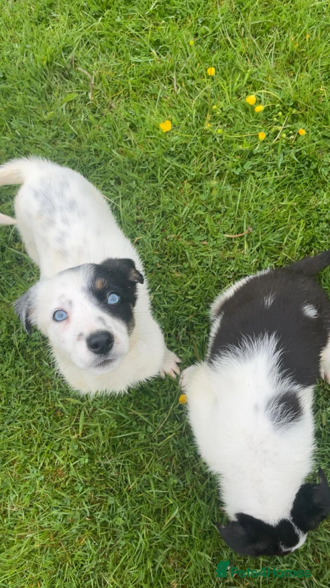 Smooth Collie dogs for sale: Sheepdog pups - Advert 9