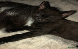 Mixed Breed cats for sale: 2 stunning kittens x - Image 4