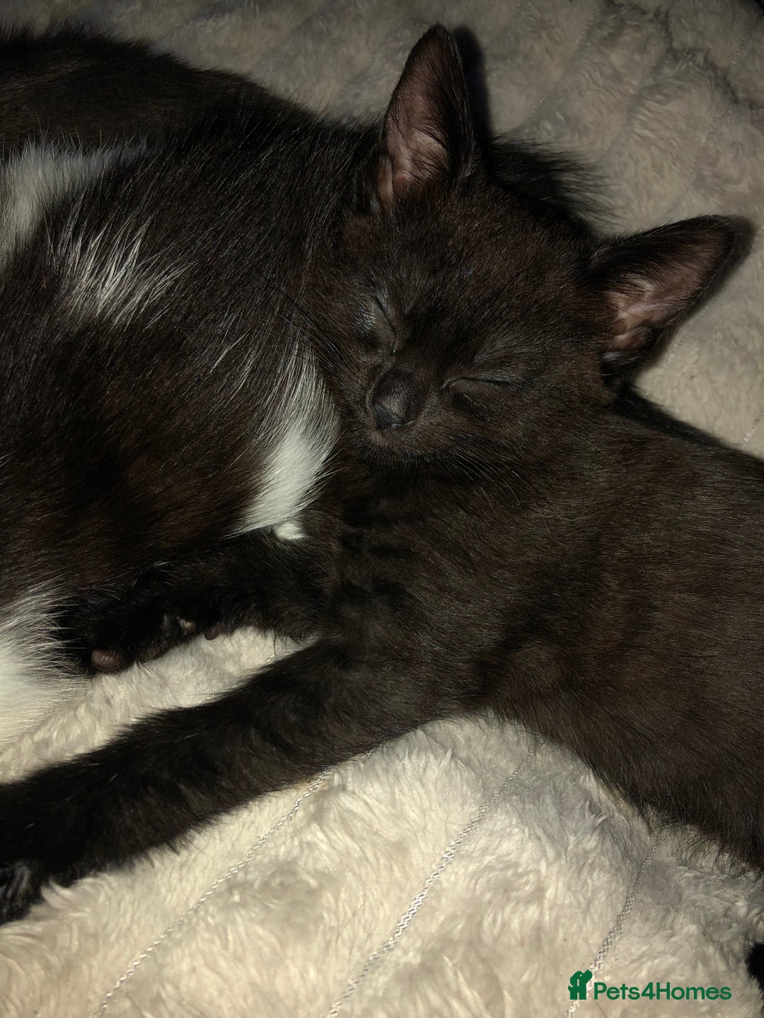 Mixed Breed cats for sale: 2 stunning kittens x - Image 4