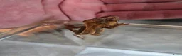Gecko reptiles for sale: 2 crested babies for sale. - Advert 10