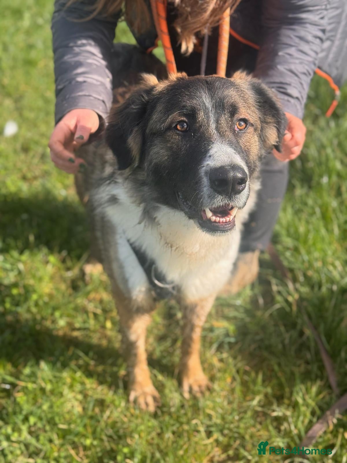 Mixed Breed dogs Bueno - Beautiful Transformation Waiting to Happen - Advert 2