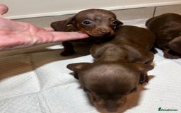 Miniature Dachshund dogs for sale: Miniature dachshund puppys - Image 4