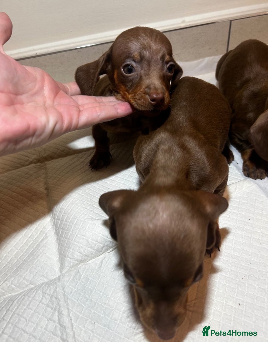 Miniature Dachshund dogs for sale: Miniature dachshund puppys - Image 4