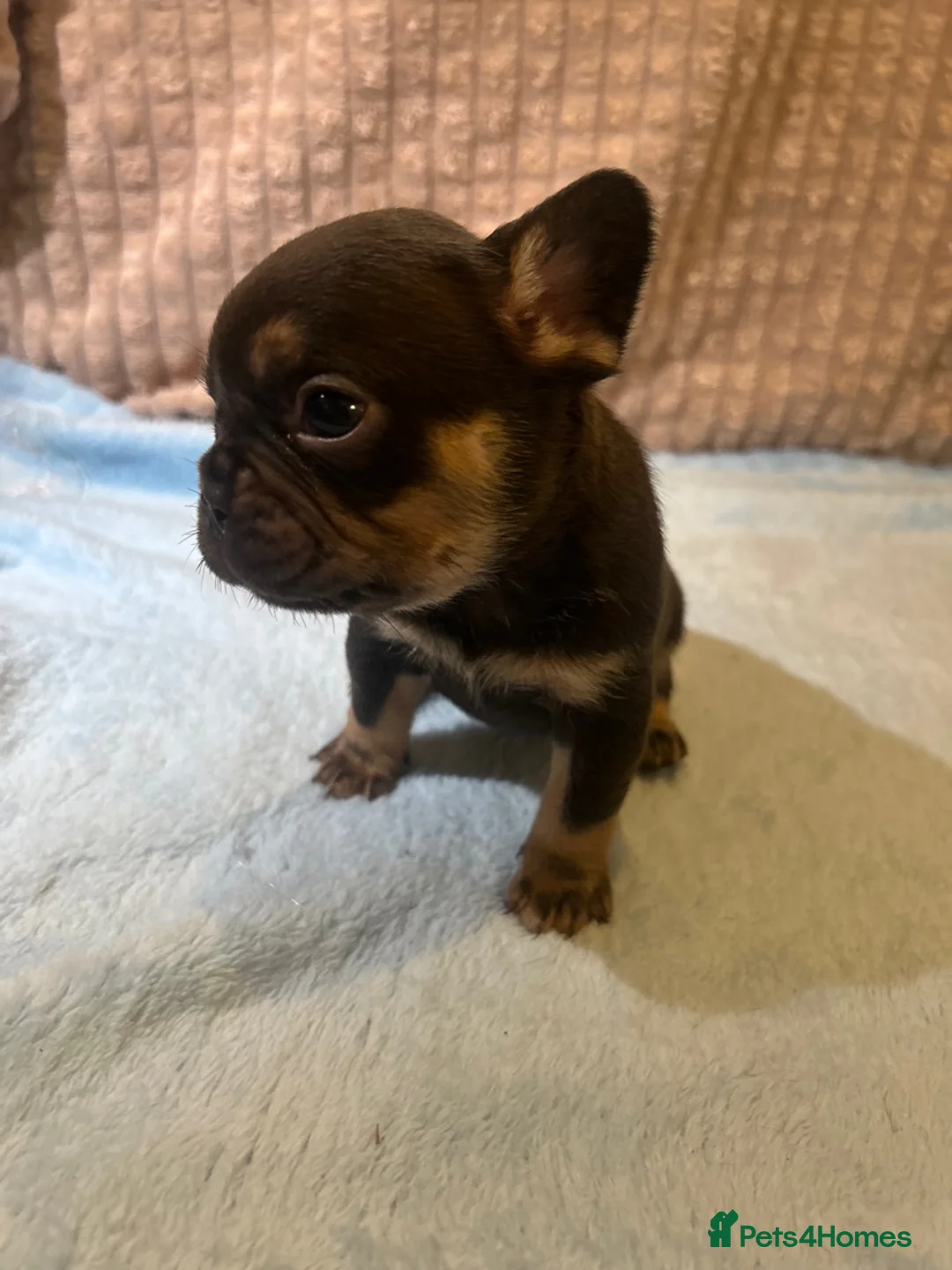 French Bulldog dogs for sale: French bulldog puppies fluffie carriers  - Advert 10