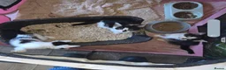 Mixed Breed cats for sale: 3 kittens for sale  - Advert 2