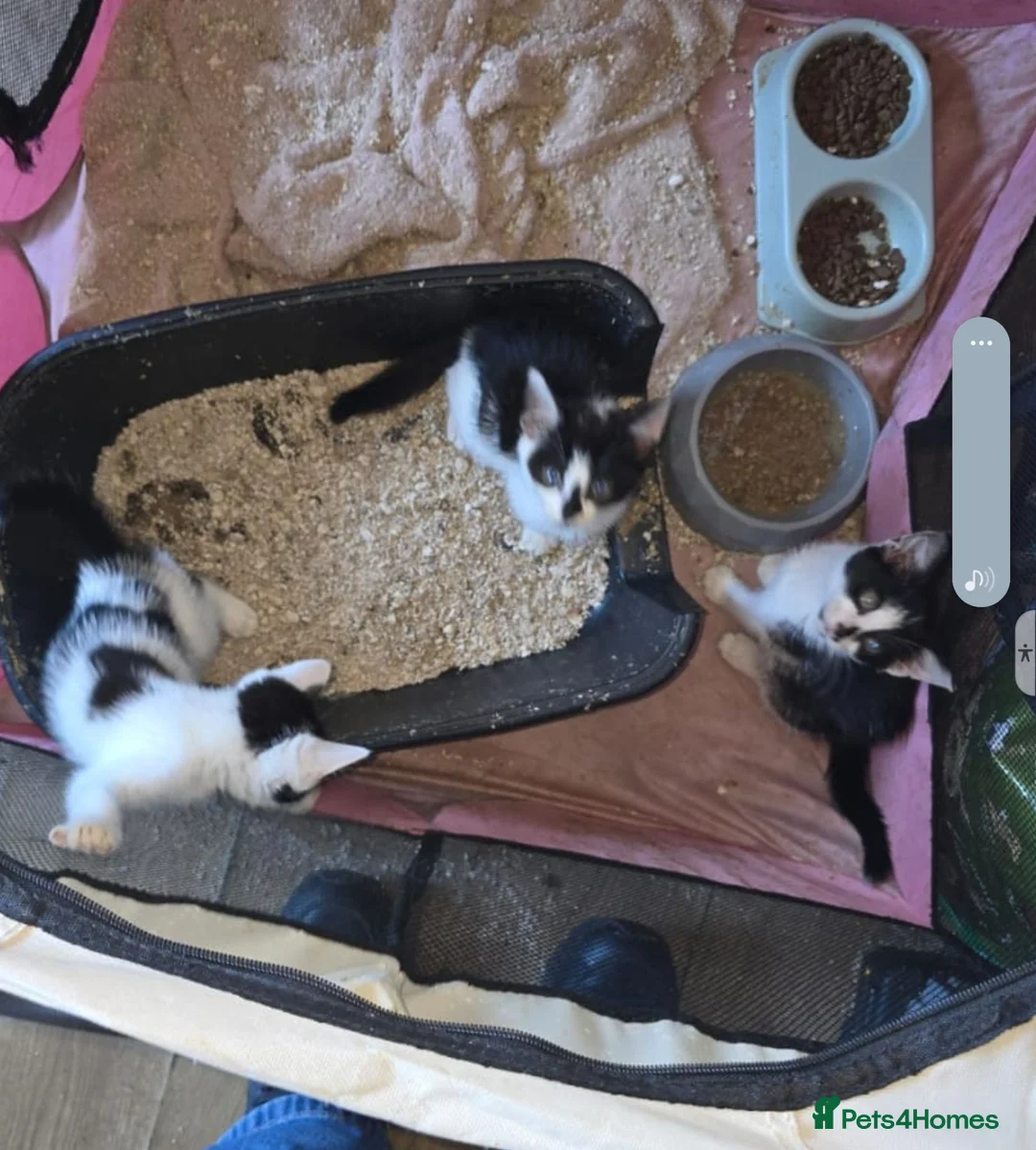 Mixed Breed cats for sale: 3 kittens for sale  - Advert 2