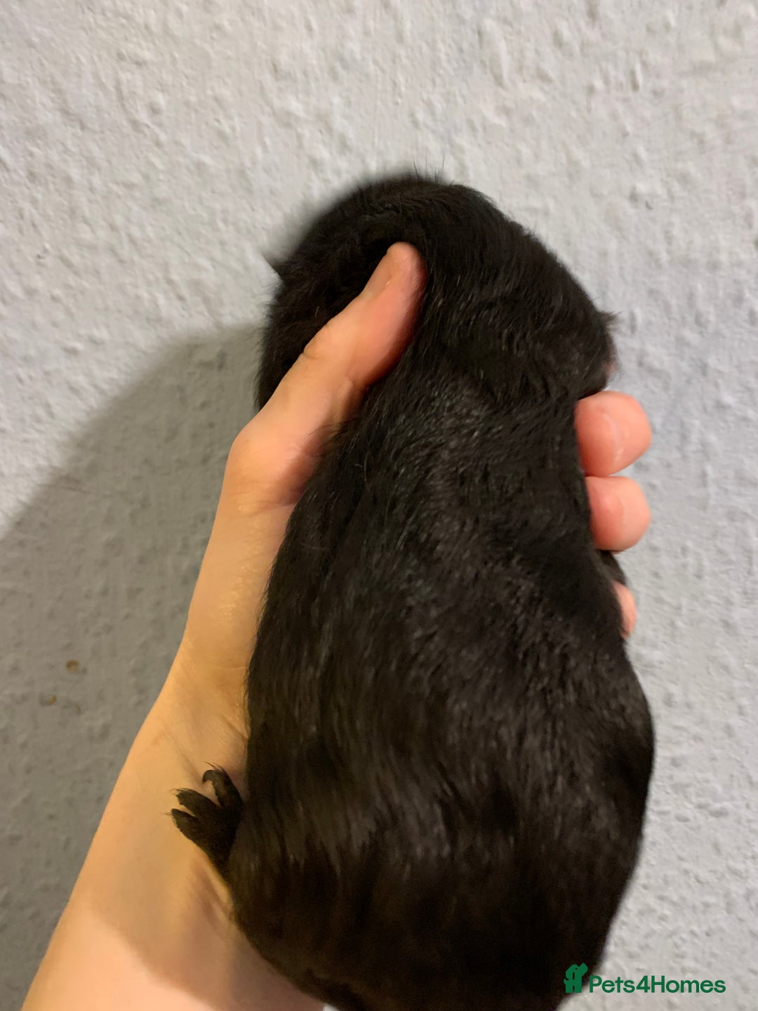 Guinea Pig rodents for sale: Skinny pigs and Skinny Pig Carriers - Advert 24