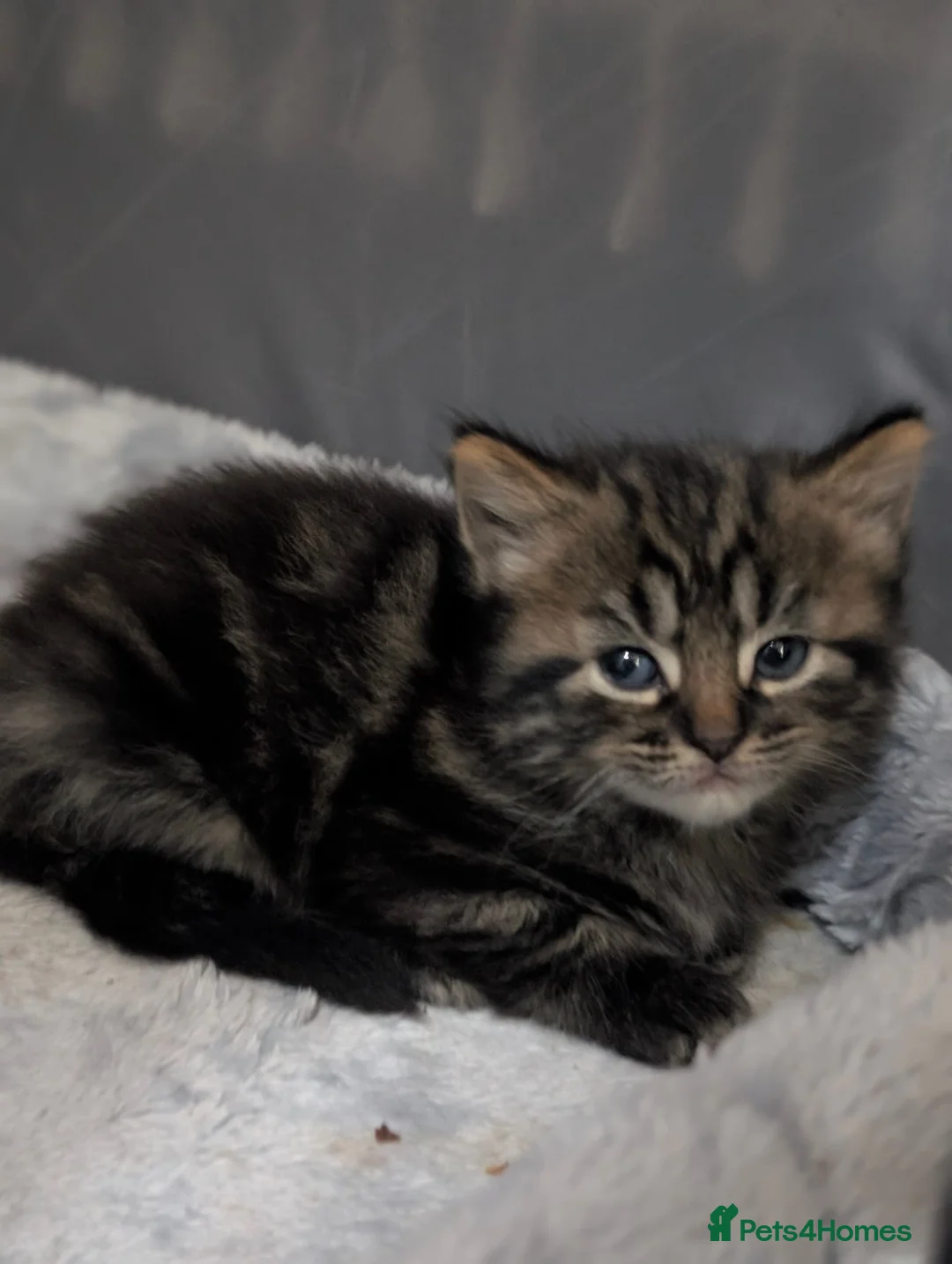 Mixed Breed cats for sale: ✨Fluffy Kittens Looking for Their Forever Homes✨ in Nottingham - Advert 2