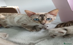 Bengal cats for sale: Tica RG pure bengals  - Image 16
