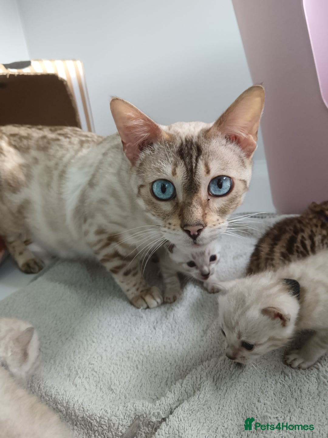 Bengal cats for sale: Tica RG pure bengals  - Image 16