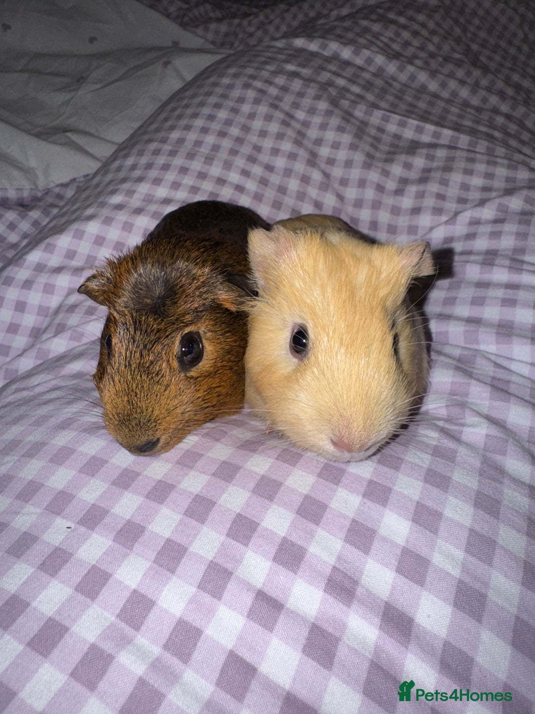 Guinea Pig rodents for sale: Male Guinea Pigs  - Advert 5