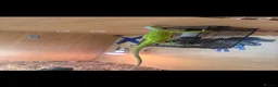 Iguana reptiles for sale: Baby lime green hypo iguana  - Advert 6