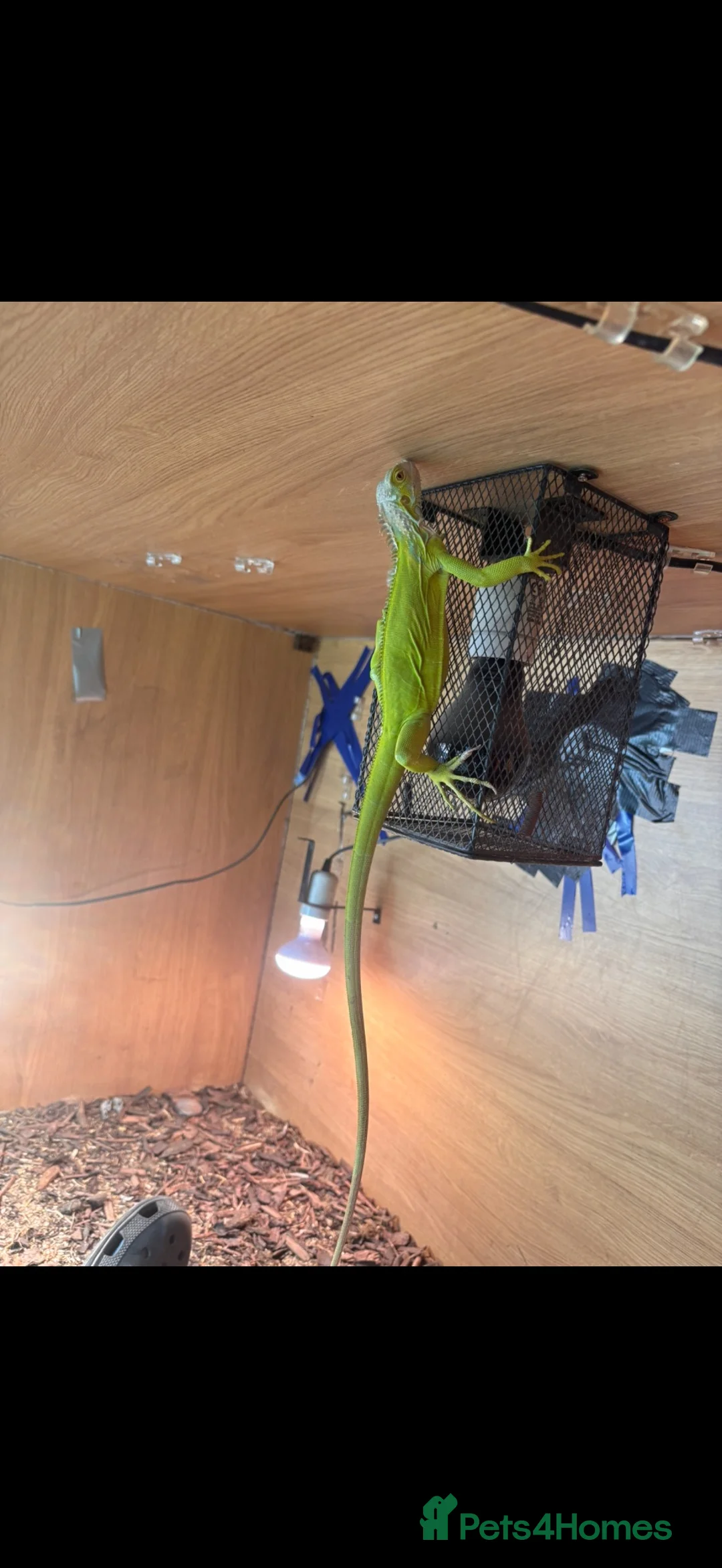 Iguana reptiles for sale: Baby lime green hypo iguana  - Advert 6