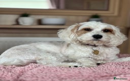 Mixed Breed dogs for sale: Cavapoochon Pups Wait List South Yorkshire - Image 9