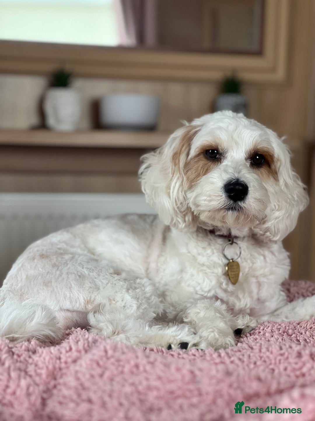 Mixed Breed dogs for sale: Cavapoochon Pups Wait List South Yorkshire - Image 9