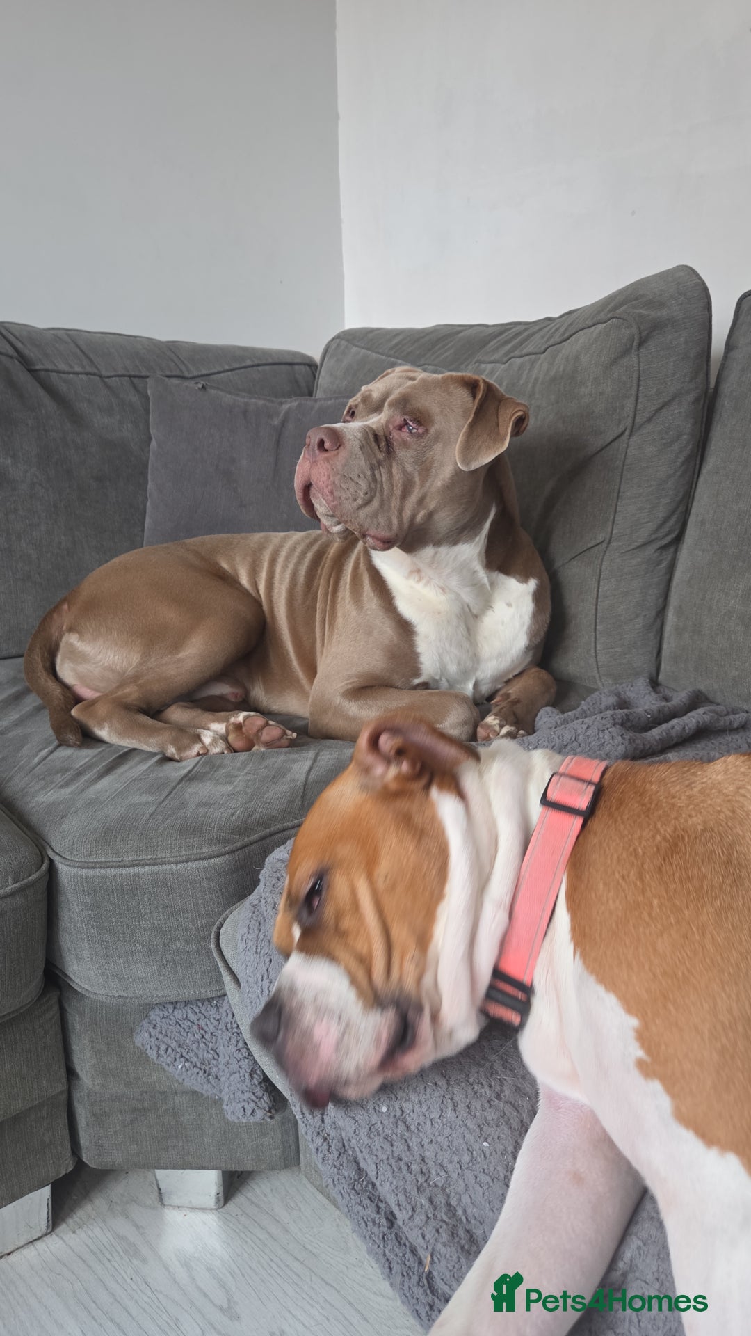 Mixed Breed dogs for sale: REDUCED - Rehoming our boy - Advert 2