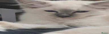 Ragdoll 5