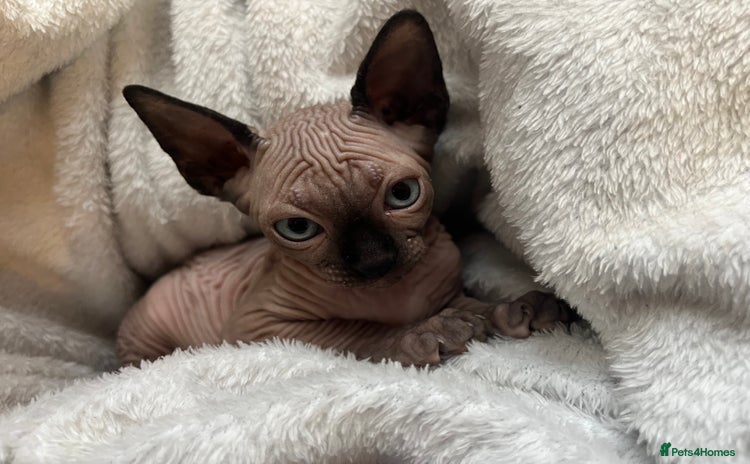Sphynx cats - Advert 8