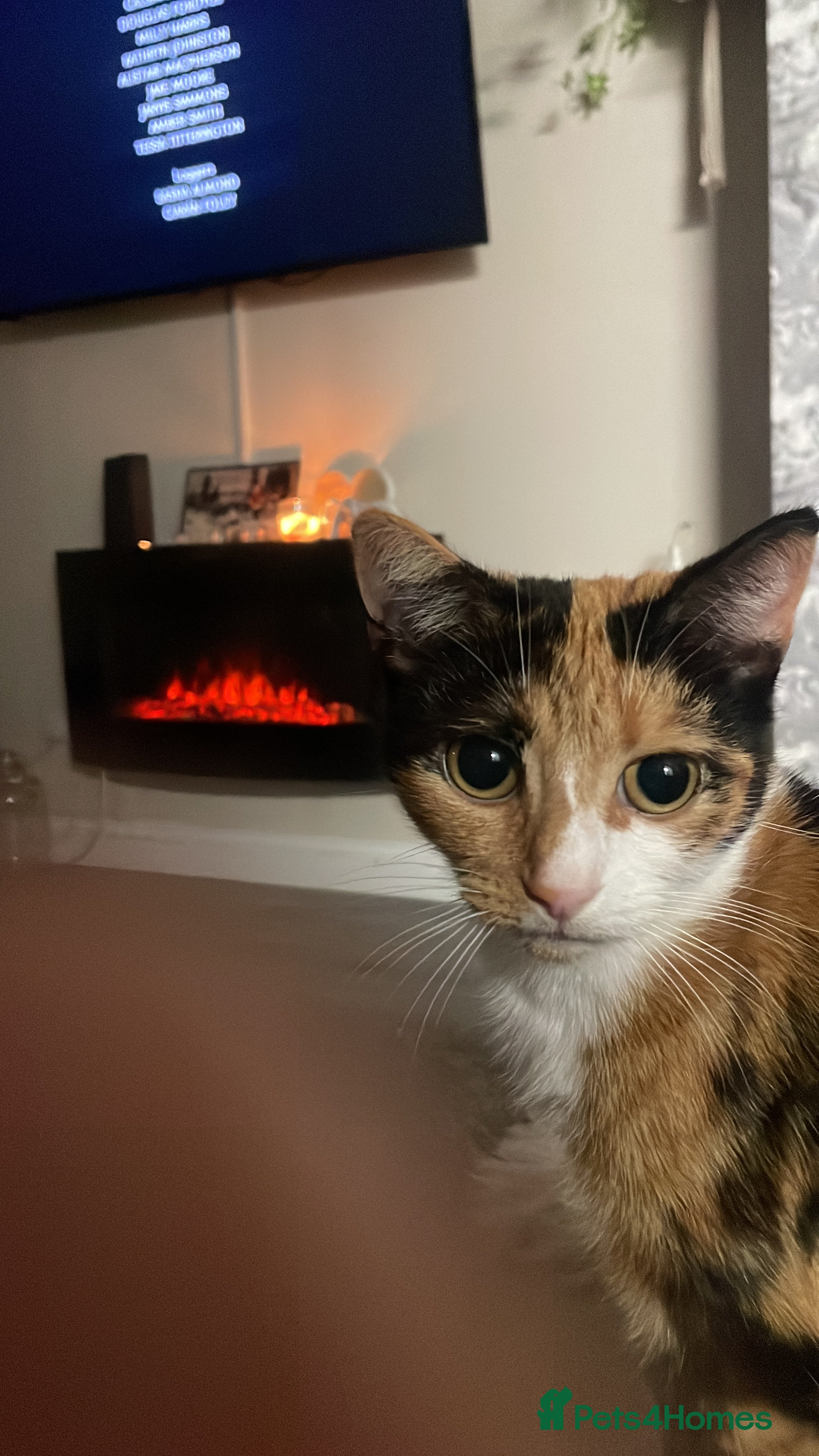 Mixed Breed cats 4 kitty’s for sale  - Advert 1