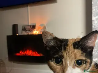 Mixed Breed cats 4 kitty’s for sale - Advert 1