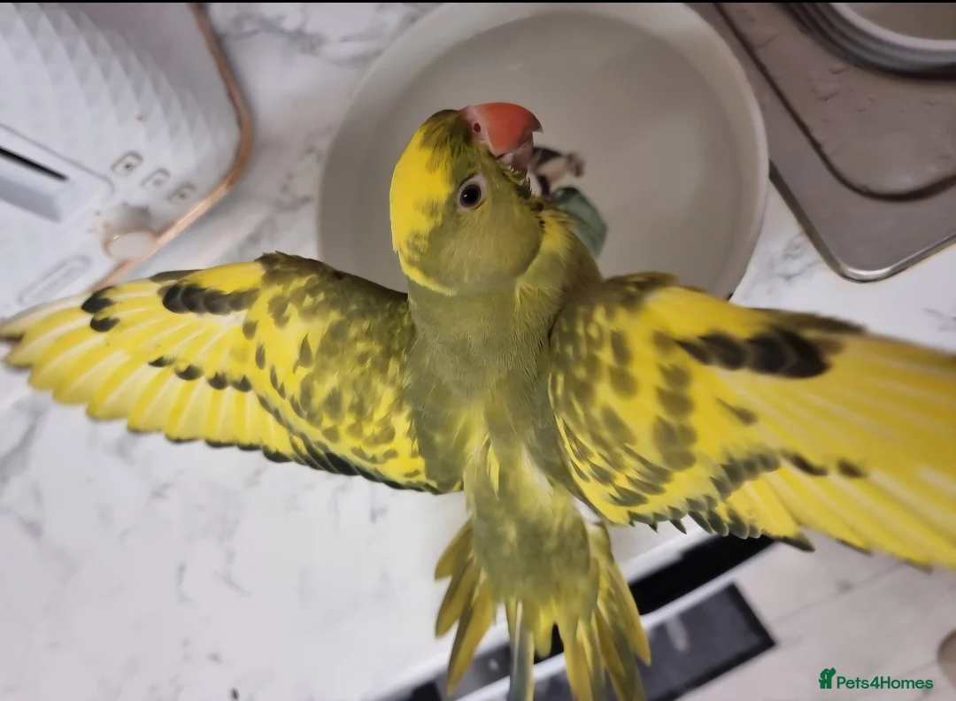 Ringnecks birds for sale: Beautiful female ringneck  - Advert 6