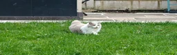 British Longhair cats for sale: Lilac & White Bicolour British Longhair  - Advert 3