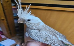 Cockatiels birds for sale: Cockatiel chicks hand tame  - Image 1