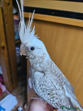Cockatiels birds - Advert 8