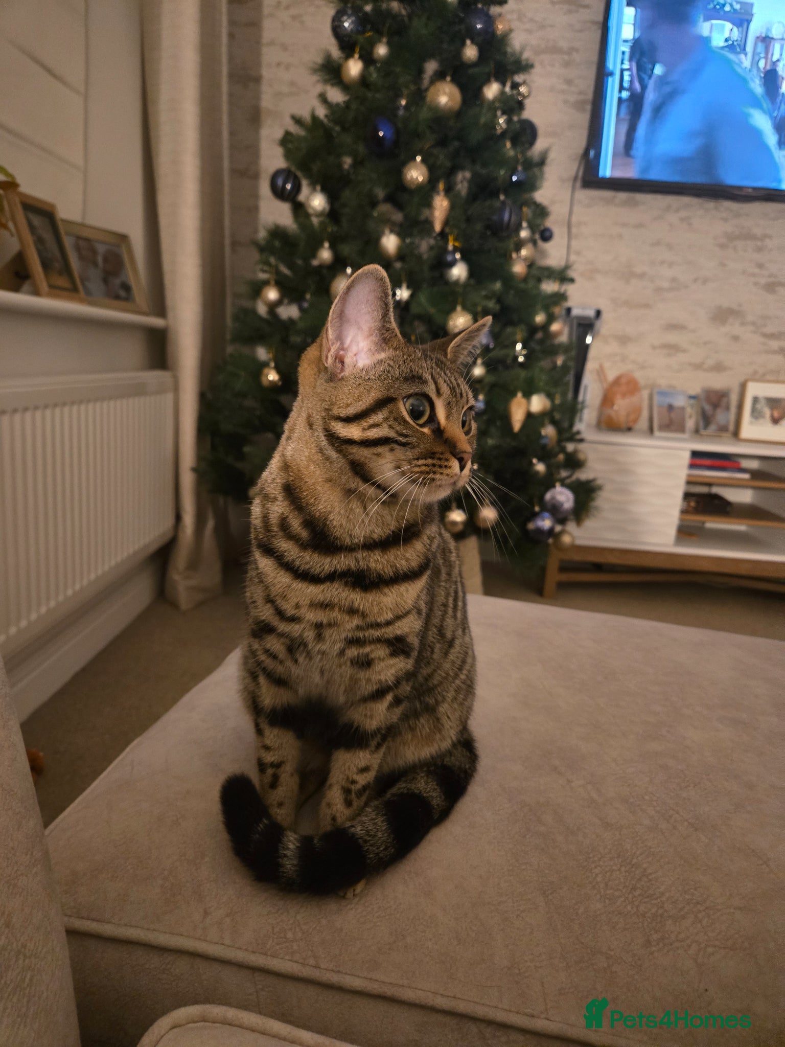 Mixed Breed cats Lovely cat needing a loving home - Advert 4