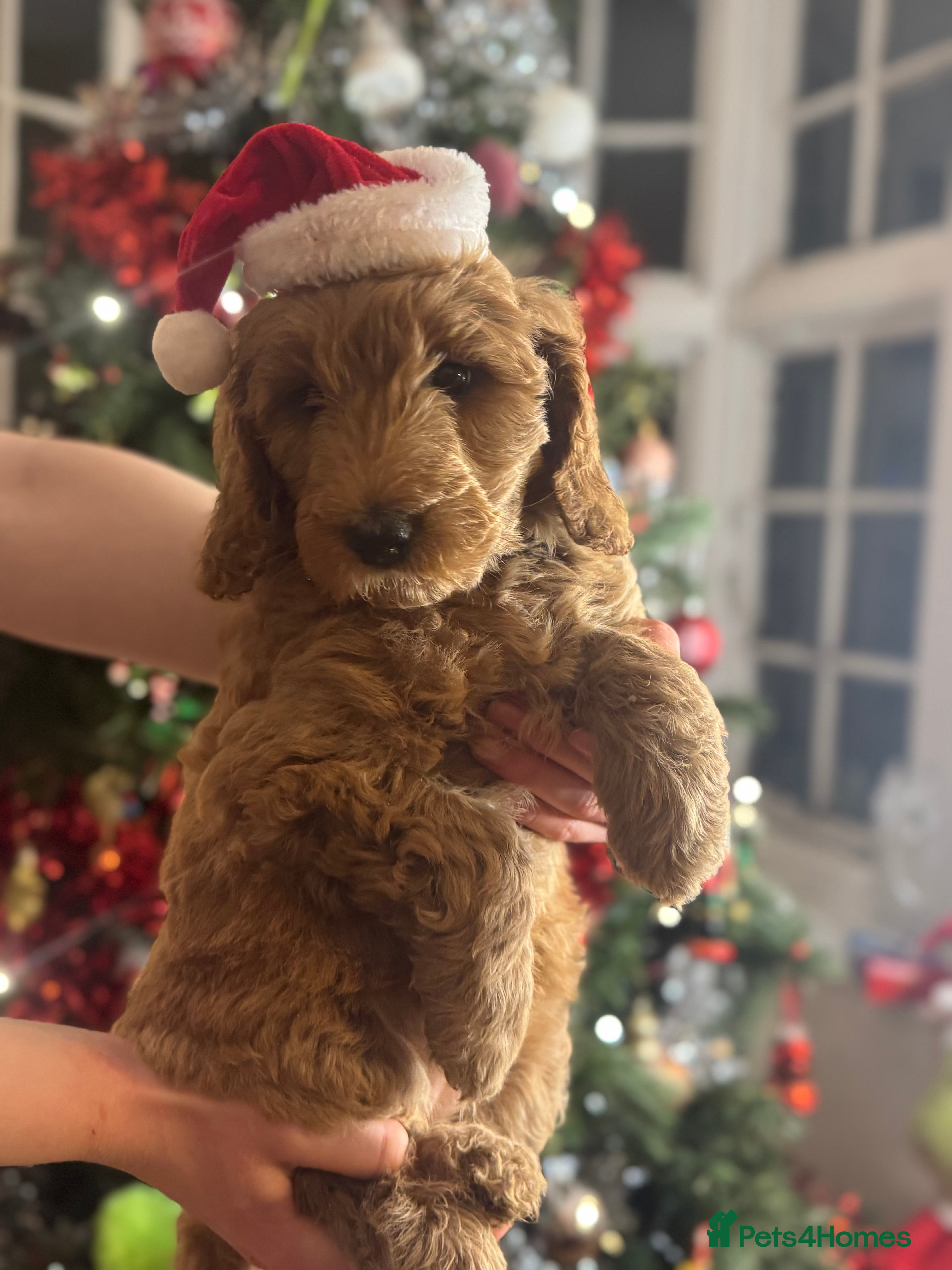 Mini Goldendoodle dogs Miniature Golden Doodle Puppies - Advert 4