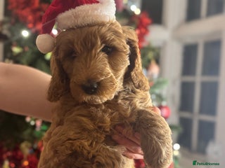Mini Goldendoodle dogs Miniature Golden Doodle Puppies - Advert 4