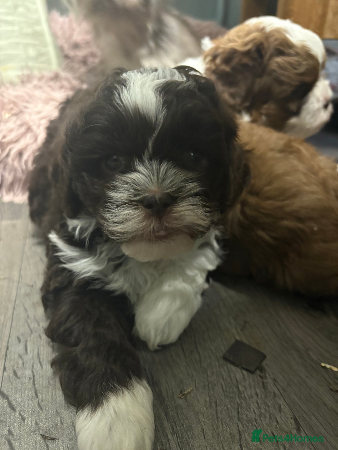 Shihpoo dogs for sale: Lovey shipooh pups  - Image 13
