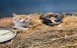 Mixed Breed cats for sale: Farm kittens for sale - Image 4