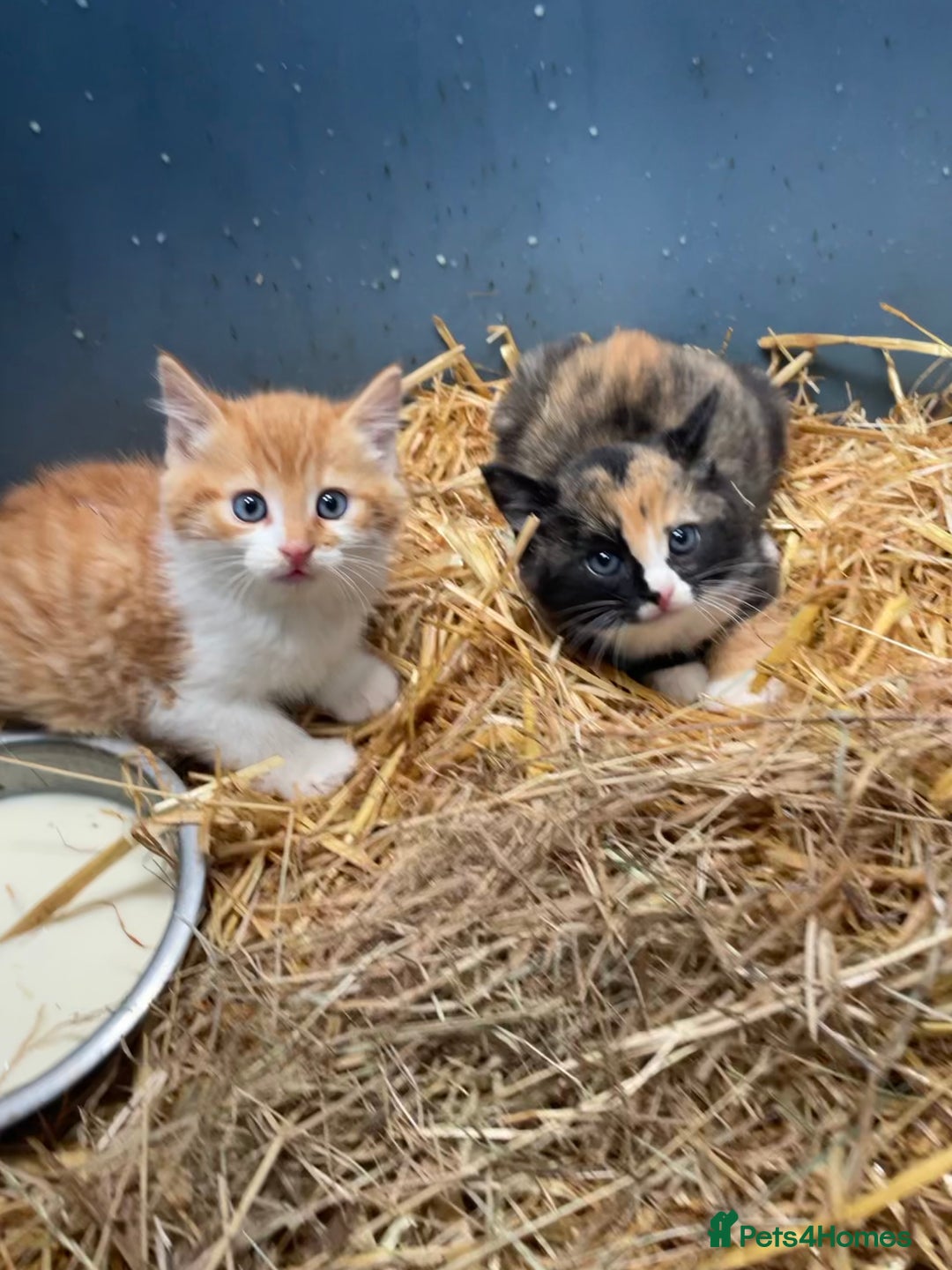 Mixed Breed cats for sale: Farm kittens for sale - Image 4